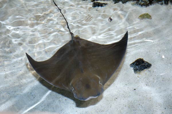 Leia mais sobre o artigo Cardume com dezenas de raias nada entre barcos em praia de SC
