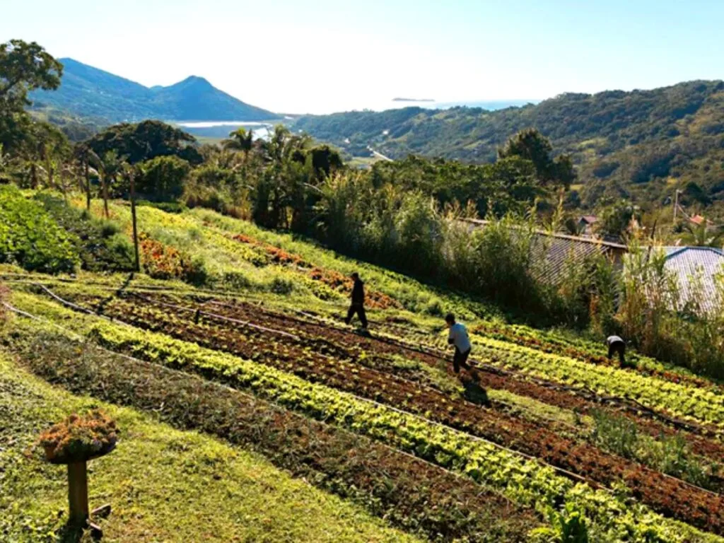 Leia mais sobre o artigo Família quilombola transforma horta em referência de produção orgânica em Garopaba